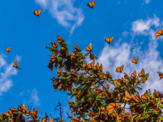 Butterly migration