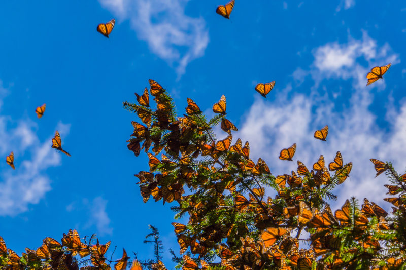 Butterly migration