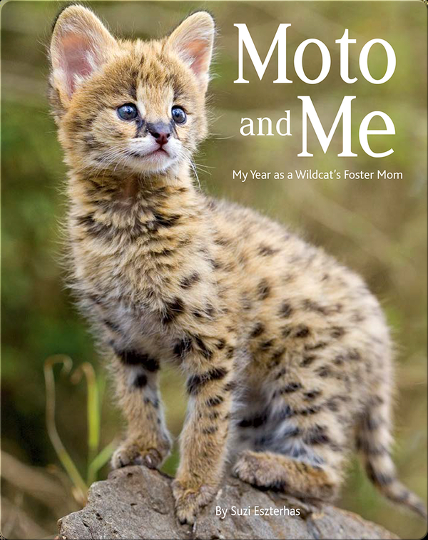 Nonfiction Books for 3rd Graders: Moto and Me- My Year As A Wildcat's Foster Mom